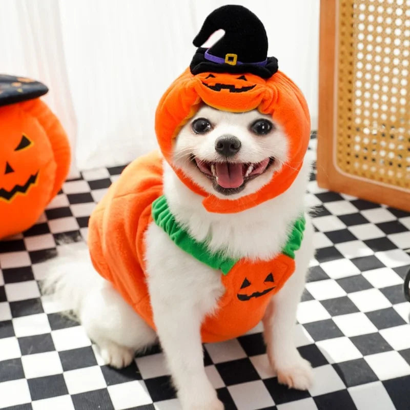 BelleVie Pumpkin Patch Halloween Hat for Cats