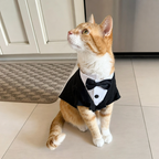 Ginger tabby cat wearing black and white BelleVie Dapper tuxedo shirt and tie