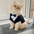 Persian cat wearing grey and white BelleVie Dapper tuxedo shirt and tie