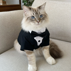 Ragdoll cat wearing black and white BelleVie Dapper tuxedo shirt and tie