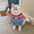 Turkish Van wearing Midnight Mischief Halloween outfit with foam photo prop