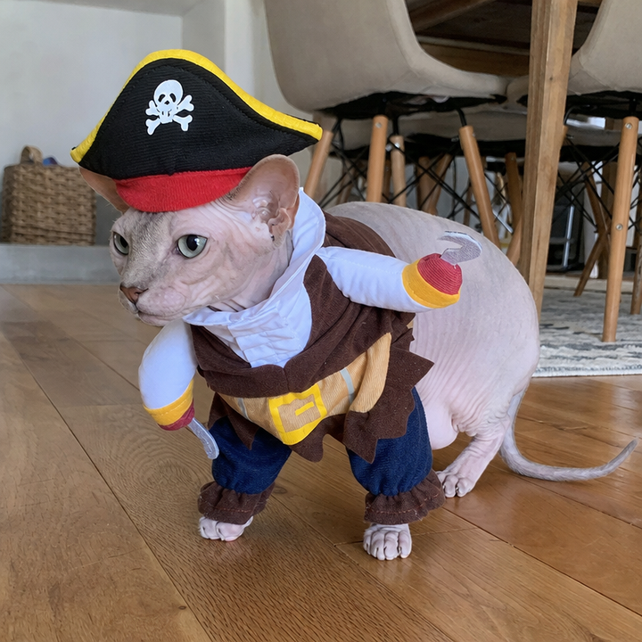 Sphynx cat wearing brown BelleVie Captain Whiskers pirate outfit and matching hat
