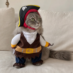 Norwegian Forest Cat wearing brown BelleVie Captain Whiskers pirate cat costume and hat