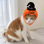 Ginger-and-white Japanese Bobtail wearing BelleVie Pumpkin Patch Halloween hat