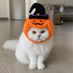 White Persian cat wearing orange BelleVie Pumpkin Patch hat