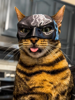 NightPaw™ Cat Hero Mask | Viral Photo Prop for Cats & Small Dogs