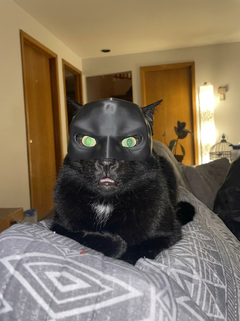 NightPaw™ Cat Hero Mask | Viral Photo Prop for Cats & Small Dogs