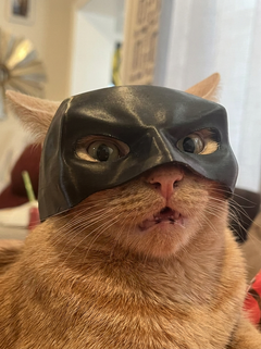 NightPaw™ Cat Hero Mask | Viral Photo Prop for Cats & Small Dogs