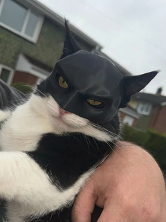 NightPaw™ Cat Hero Mask | Viral Photo Prop for Cats & Small Dogs